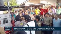 Seekor Harimau Sumatera Terkena Jerat di Kabupaten Simalungun