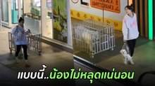 มิติใหม่พาน้องหมาไปเดินเล่น แบบนี้สินะที่เขาเรียกว่าไม่เป็นภาระสังคม