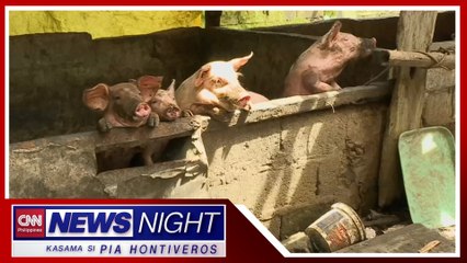 Clinical trial para sa anti-ASF vaccine kinukwestyon sa Senado