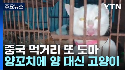 '오줌 맥주' 이어 '고양이 꼬치'?...中 먹거리 또 도마 / YTN