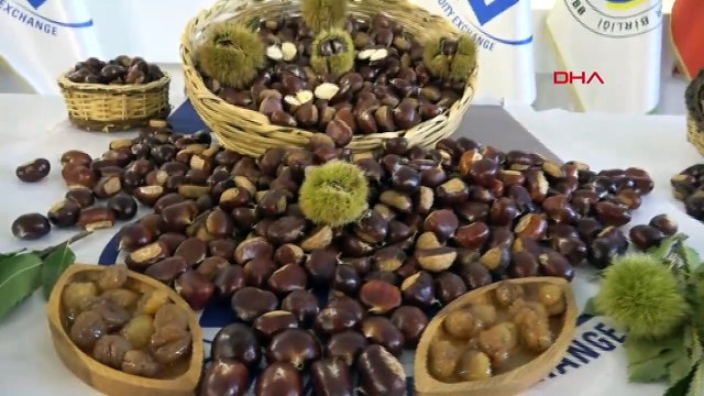 Aydın'da Sezonun İlk Kestanesi Kilosu 350 TL'den Satıldı