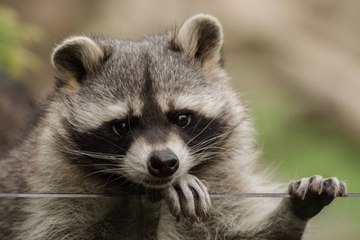 ¿Por Qué Los Animales Salvajes Engordan En Las Ciudades?