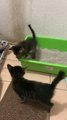 Person Watches Adopted Kittens Play in Their Litter Box