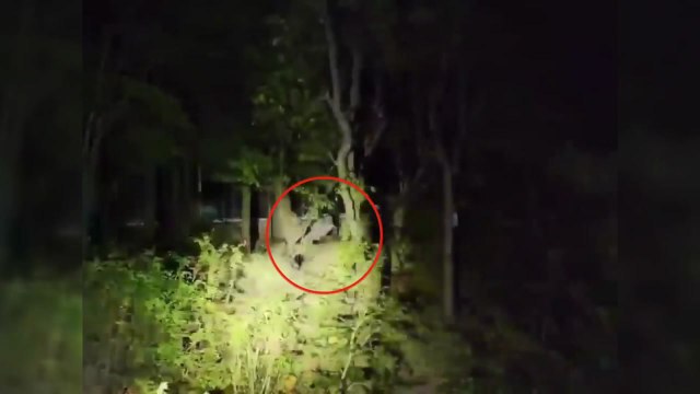 한밤중 울산 도심에 멧돼지 출몰...택시에 치여 숨져 / YTN