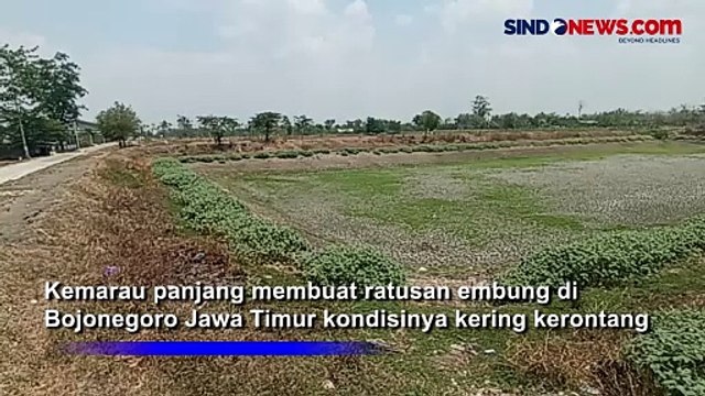Ratusan Embung Kering Kerontang Akibat Kemarau Panjang di Bojonegoro