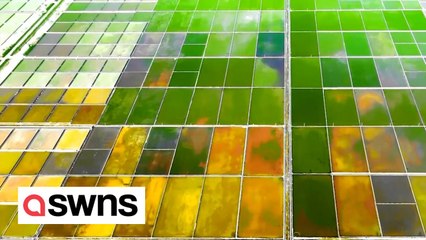 Drone footage shows colourful salt fields in China which look like an artist's paint palette