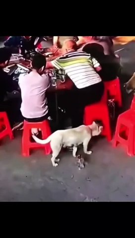World best funny video