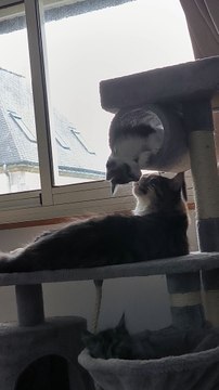 tu joues avec moi MoMan