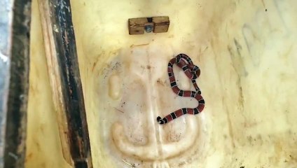 Cobra é capturada em residência no Bairro Turisparque