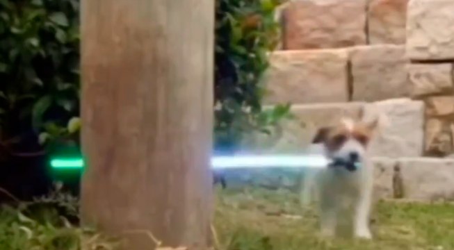Kootusti editoitu, mutta hulvaton video: Jedi-miekalla, pieni koira tuhoaa perheen kodin