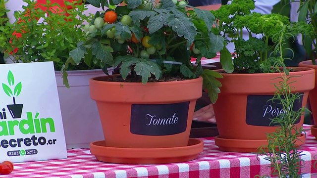 bd-huertas-organicas-en-macetas-para-casas-con-poco-espacio-251023