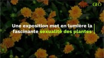 Une exposition met en lumière la fascinante sexualité des plantes
