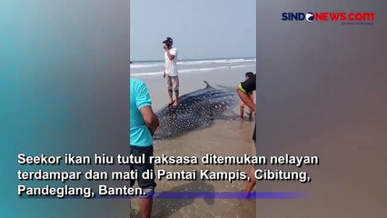 Penampakkan Hiu Tutul Raksasa yang Terdampar dan Mati di Pantai Cibitung