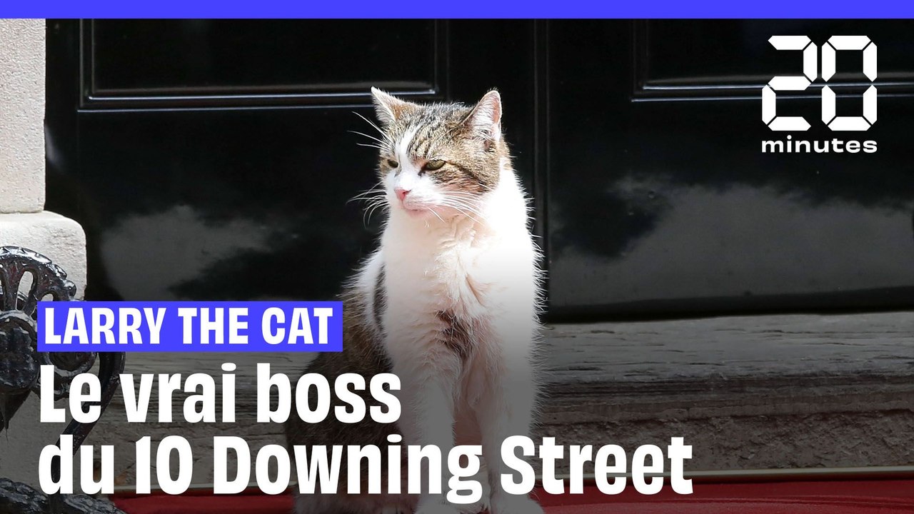 Qui est Larry the Cat, le chat du 10 Downing St...