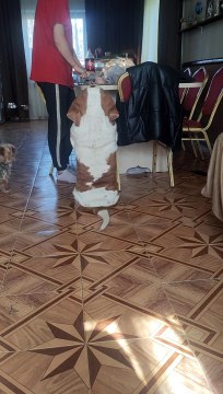 Basset Hound devient un rectangle parfait