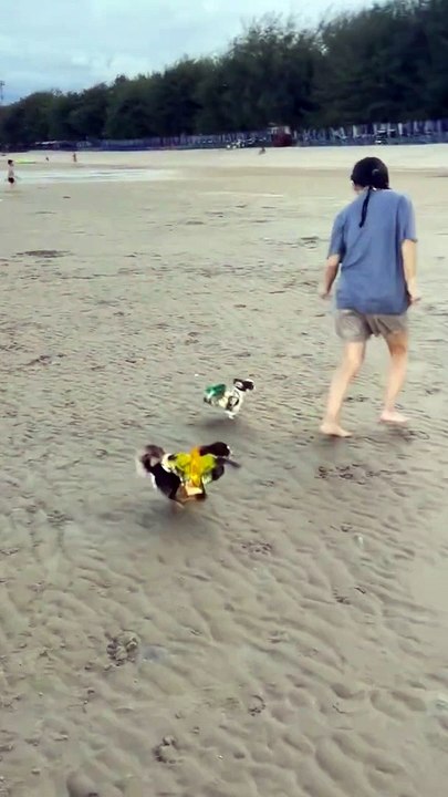 Les oiseaux montent sur le dos des petits chiens