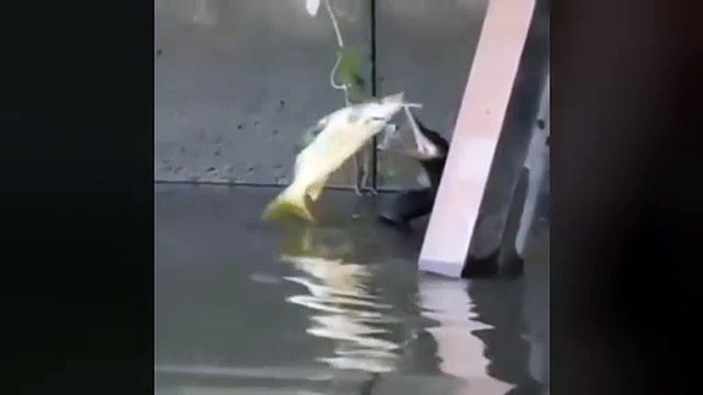 Invasione dei cormorani, strage di pesci nei fiumi e nei laghi lombardi