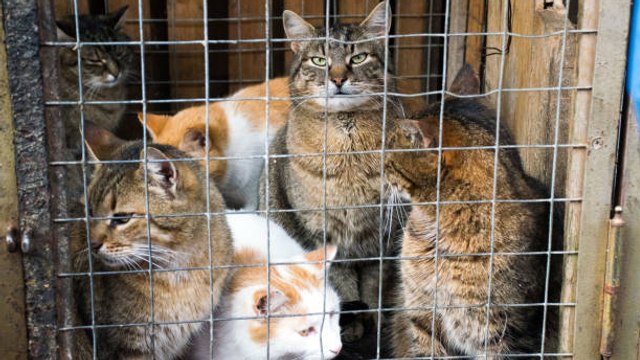 1.000 Gatos Rescatados Antes De Ser Matados Y Vendidos Como Carne De Cerdo