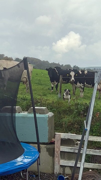 Lola le bouledogue se prend pour une vache