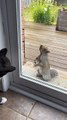 Des écureuils sauvages et un chat