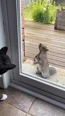 Des écureuils sauvages et un chat