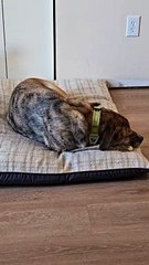 La dualité de deux chiens endormis