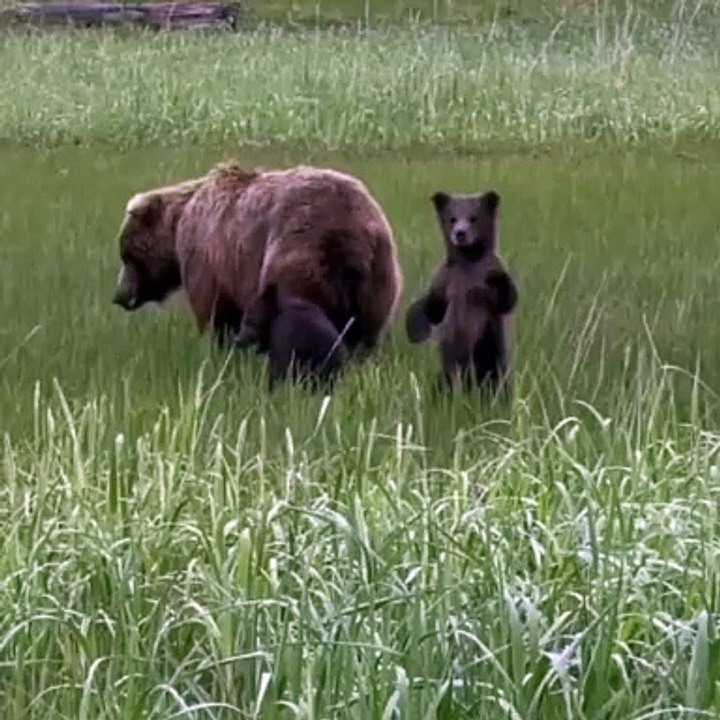 Ce petit ours vous salue !