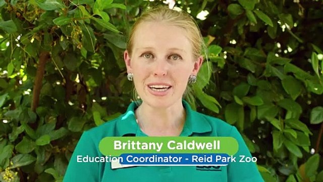 Threatened Lizards Wedge Themselves Between Rocks When They Feel Threatened