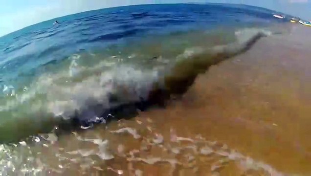 Des touristes découvrent un énorme serpent en pleine chasse en bord de plage