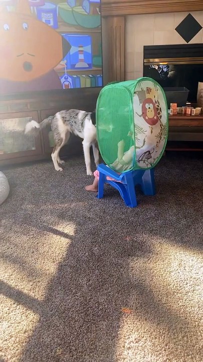 Quand c'est l'heure du goûter mais que tu as un chien