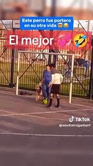 Perro causa sensación al 'tapar goles' como un profesional