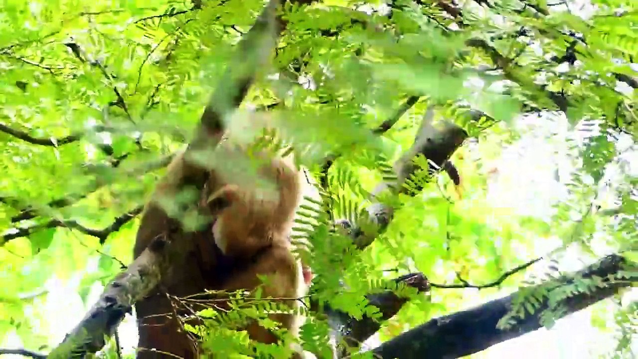 Abandoned Mother Sarika Climbs Her Head Down Toward Another Tree (720p_25fps_H264-192kbit_AAC)