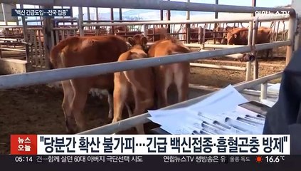 소 럼피스킨병 34건 확진…백신 긴급 도입
