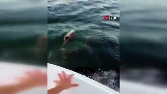 Des dauphins repérés sur la plage de Maltepe