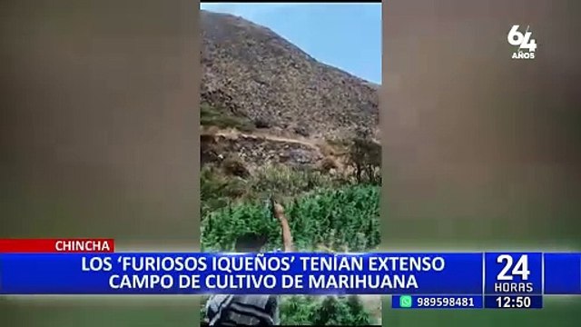 Chincha: PNP desarticula banda dedicada al cultivo y distribución de marihuana