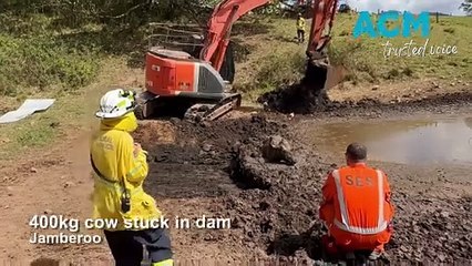 Cow rescue in Jamberoo | October 26, 2023 | Illawarra Mercury
