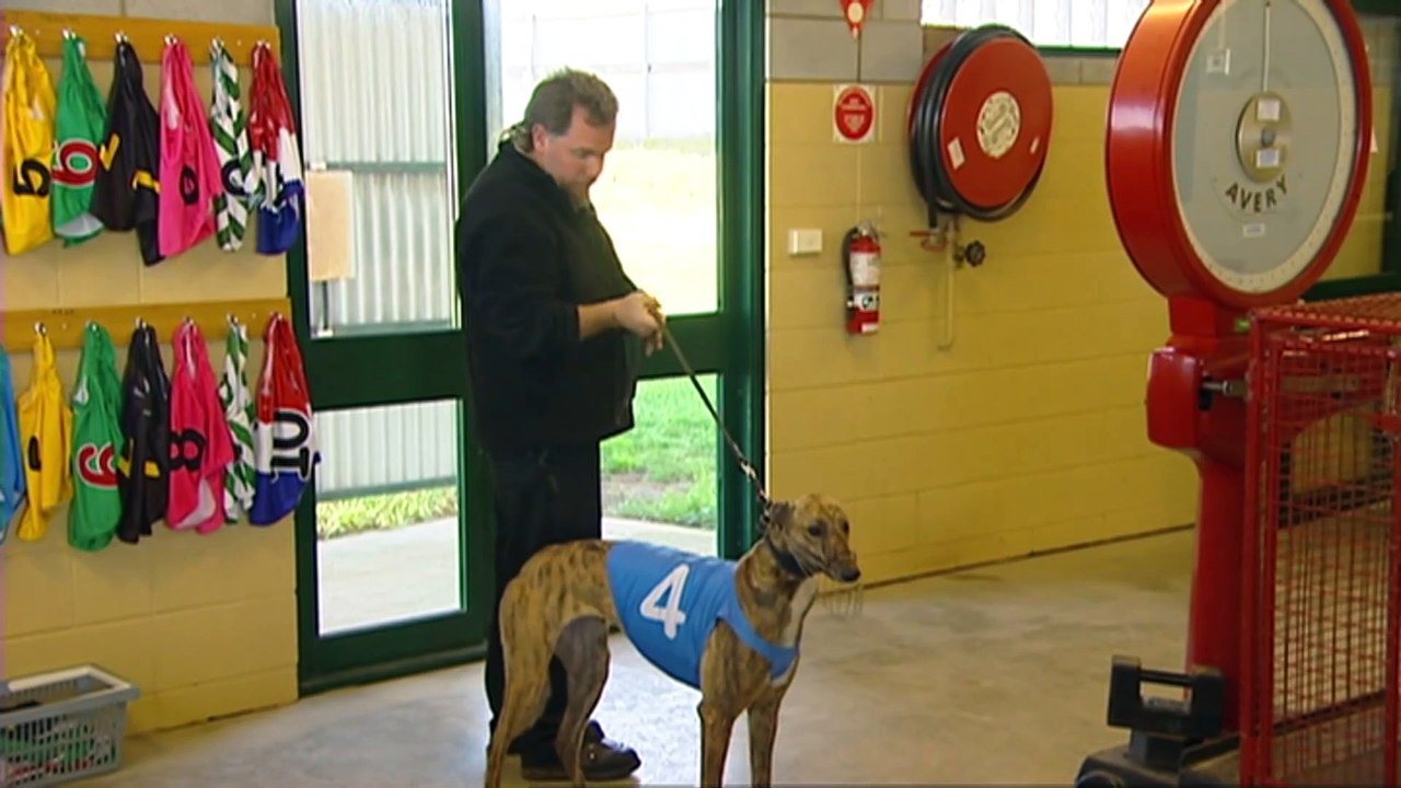 TAS greyhound ‘trainer of the year’ banned for the sport for life