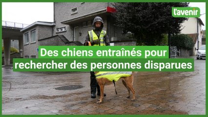 Des chiens formés pour rechercher des personnes disparues