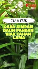 Cara Simpan Daun Pandan Biar Tahan Lama
