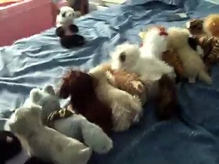 licorice34 - Webkinz school 2