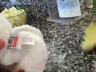 licorice34 - What webkinz is in the egg 2 reveal time!