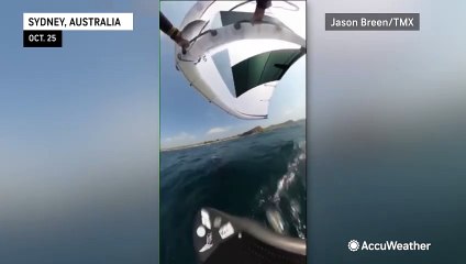Whale leaps out of the water, slamming into windsurfer