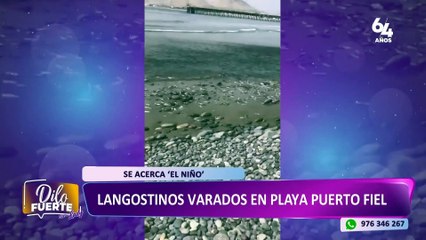 Cañete: miles de langostinos amanecieron varados en la playa Puerto Fiel
