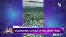 Cañete: miles de langostinos amanecieron varados en la playa Puerto Fiel