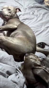 Stinky Snores For Sleeping Dog