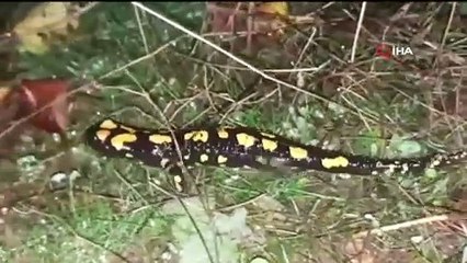 Soyu Tehlikede Olan Benekli Semender Tunceli'de Görüntülendi