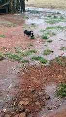 Mama Dog Saves Her Puppies From Storm