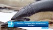 Dauphins: 1 mois sans pêche, dérogations en Gascogne.