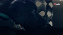 Un détail fascine son chien dans un film : 15M de personnes ignoraient totalement ce secret (vidéo)