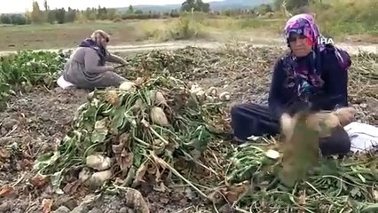 Début des travaux de récolte de betteraves sucrières par les agriculteurs à Kütahya